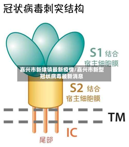 嘉兴市新埭镇最新疫情/嘉兴市新型冠状病毒最新消息-第2张图片